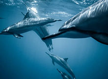 拜仁训练场突发状况，哈兰德态度成关键点，开云官网社区都在议论